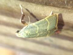 Parachma ochracealis