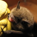 Chilean Myotis - Photo (c) Gonzalo Ossa Gomez, some rights reserved (CC BY-NC), uploaded by Gonzalo Ossa Gomez