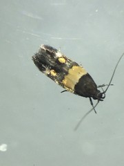 Triclonella determinatella