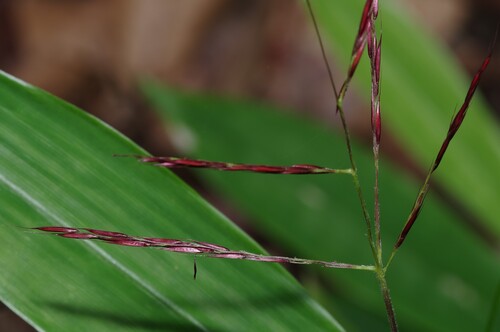 Cryptochloa capillata