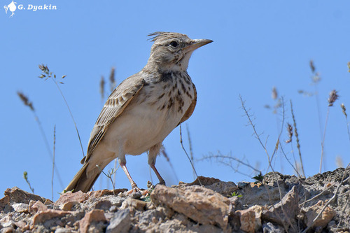 Crested Lark