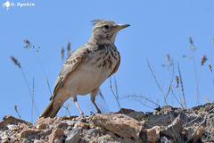 Crested Lark