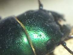 Temnoscheila virescens