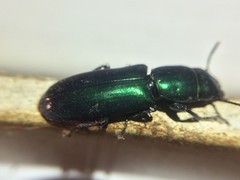 Temnoscheila virescens