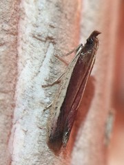 Tampa dimediatella