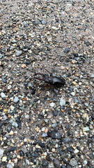 Lucanus maculifemoratus