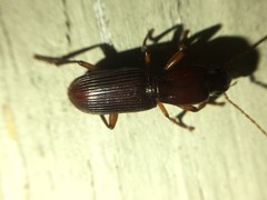 Stenomorphus californicus