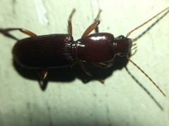 Stenomorphus californicus