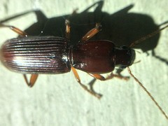 Stenomorphus californicus