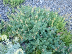 Hedysarum occidentale