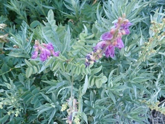 Hedysarum occidentale