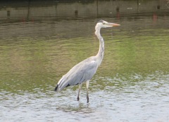 Ardea cinerea