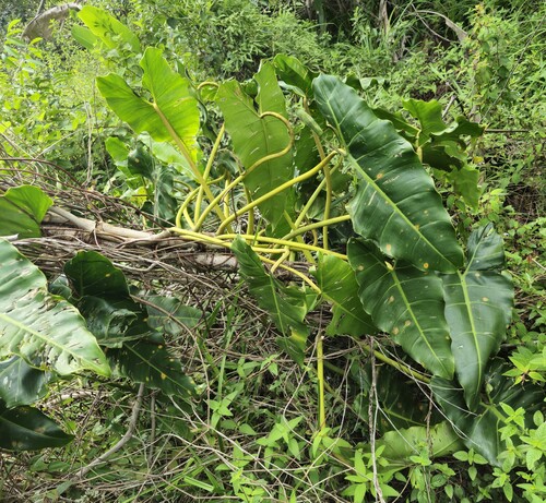 Foto de Philodendron billietiae