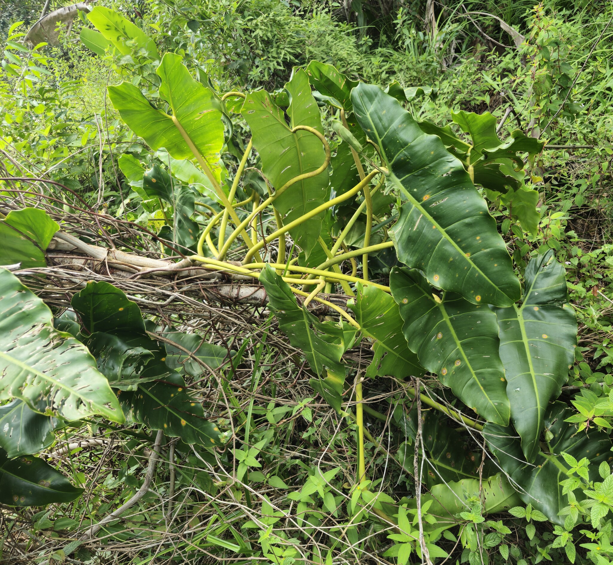 Imagem de Philodendron billietiae