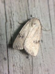 Micrathetis triplex