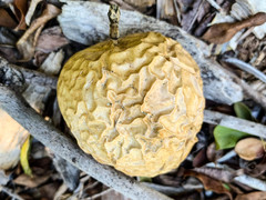 Passiflora edulis flavicarpa