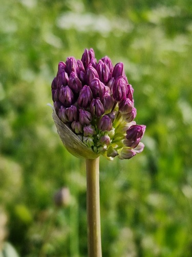 Allium altissimum, photograph 2