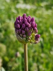 Allium altissimum, photograph (c) Wolfgang Ahlmer, some rights reserved (CC BY)