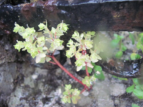 Euphorbia peplus