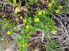 Roepera billardierei