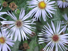 Symphyotrichum