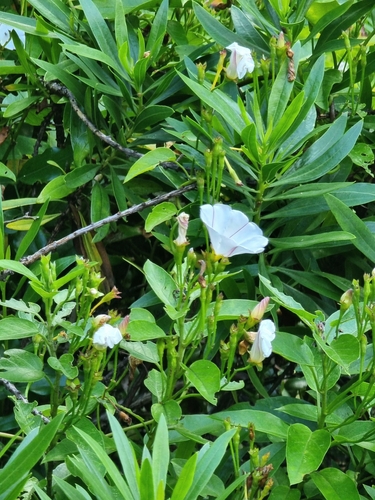 Convolvulus massonii, photograph 5