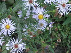 Symphyotrichum