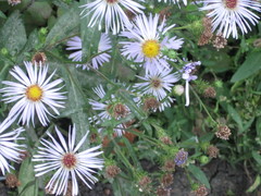 Symphyotrichum
