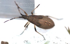 Dicranocephalus