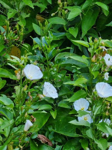 Convolvulus massonii, photograph 6
