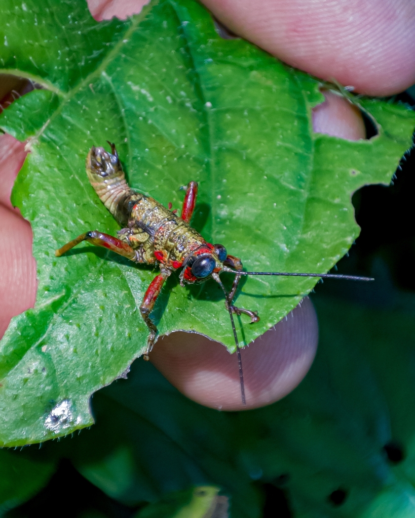 Rhachicreagra haematodes