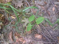Smilax ecirrhata