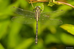 Gomphus simillimus