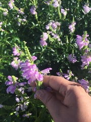 Physostegia virginiana