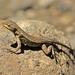 Dwarf Spiny Lizard - Photo (c) mario_trejo, some rights reserved (CC BY-NC), uploaded by mario_trejo