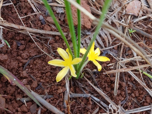 Gorgojo (Curculigo scorzonerifolia)