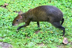 Dasyprocta variegata