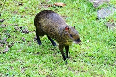 Dasyprocta variegata