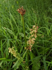 Rumex triangulivalvis