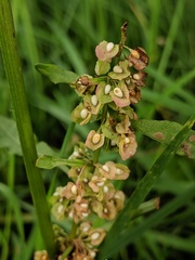 Rumex triangulivalvis