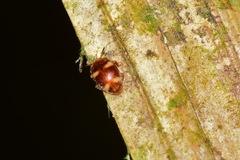 Epopterus