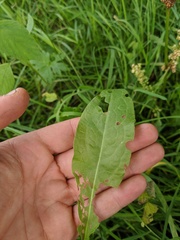 Rumex triangulivalvis