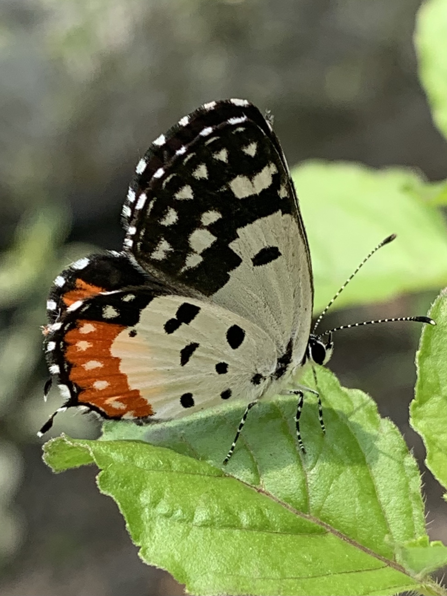 Red Pierrot