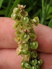Rumex triangulivalvis