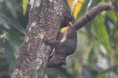 Sciurus ignitus