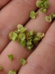 Rumex triangulivalvis