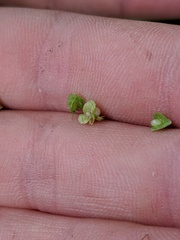 Rumex triangulivalvis