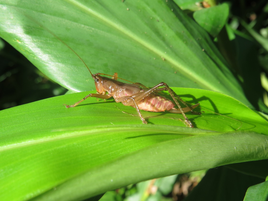 Iaratrox subulata