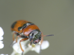 Coptocephala