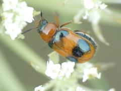 Coptocephala